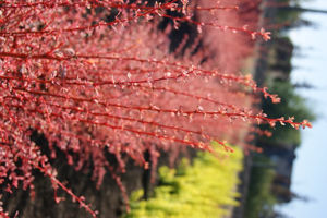 Bild von Berberis